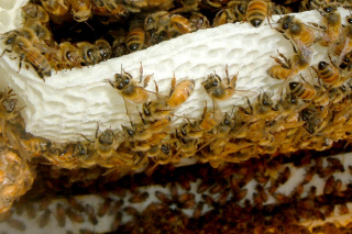 Choroby / pszczół