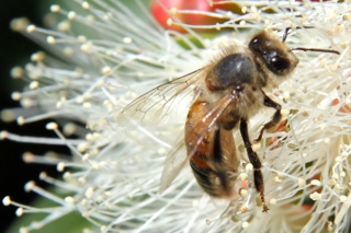 Anatomia / pszczoły