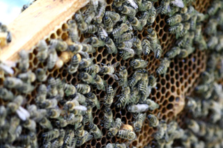 Hodowla / pszczół